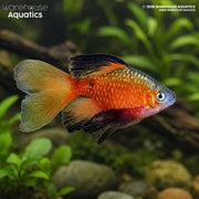 Longfin Black Tipped Rosy Barb - Pethia conchonius