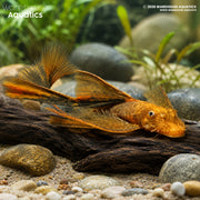 Longfin Orange/Black Marble Bristlenose - Ancistrus sp.