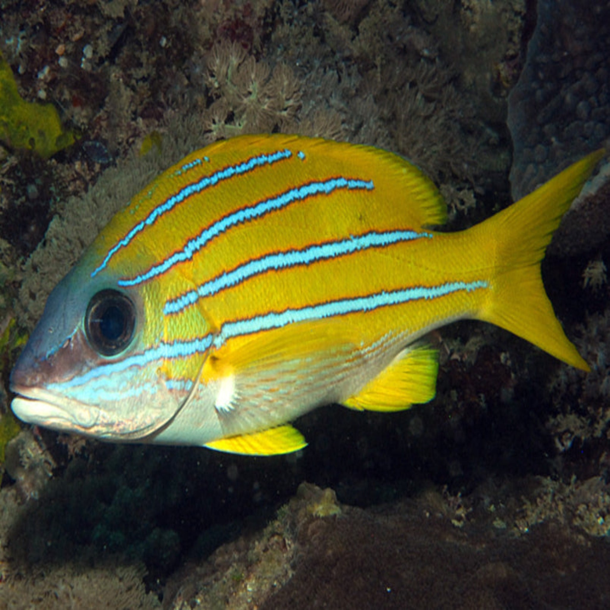 Blue Stripe Snapper