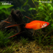 Lyretail Red Wag Swordtail - Xiphophorus helleri
