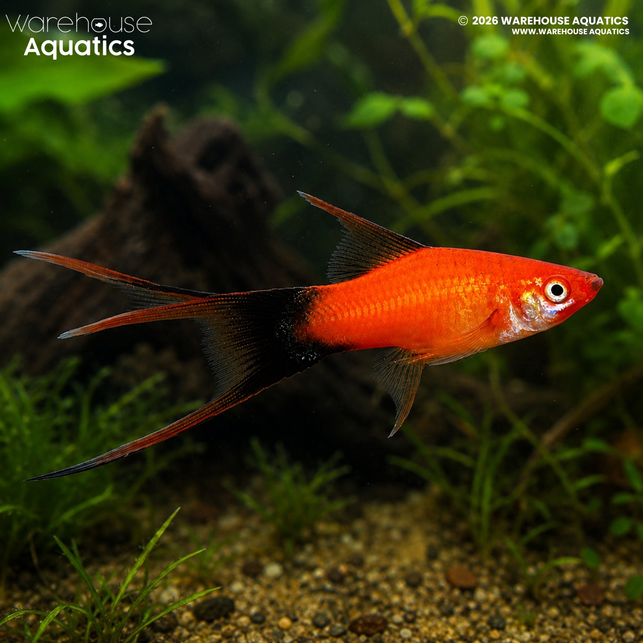 Lyretail Red Wag Swordtail - Xiphophorus helleri