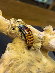 Madagascar Hissing Cockroach