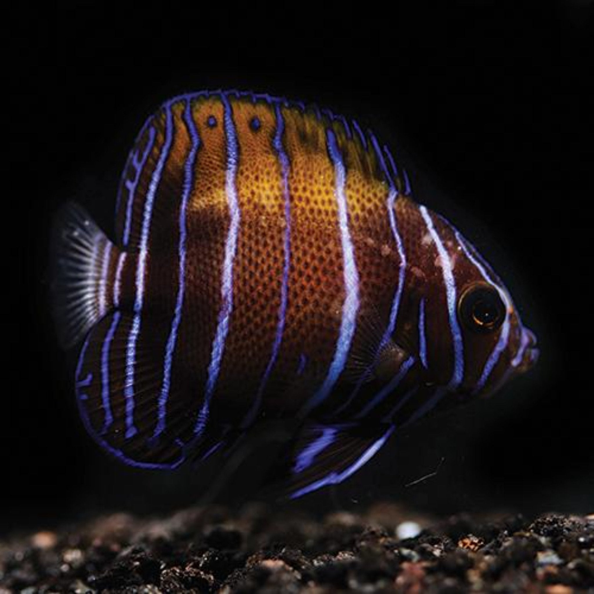 Tank Bred Majestic Angel