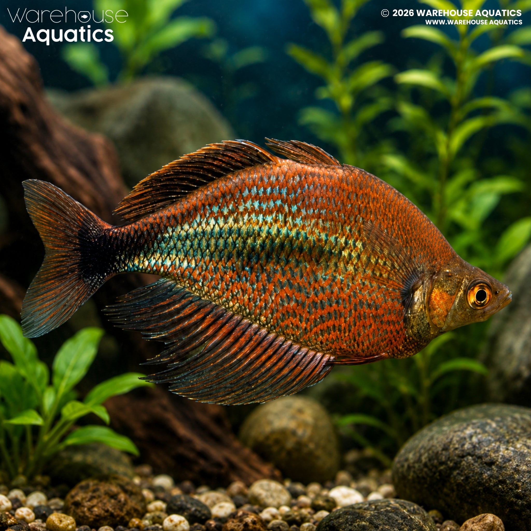 Mamberamo River Rainbow - Glossolepis multisquamata