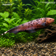 Marble Ghost Knife Fish – Apteronotus albifrons