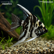 Marble Angelfish - Pterophyllum scalare