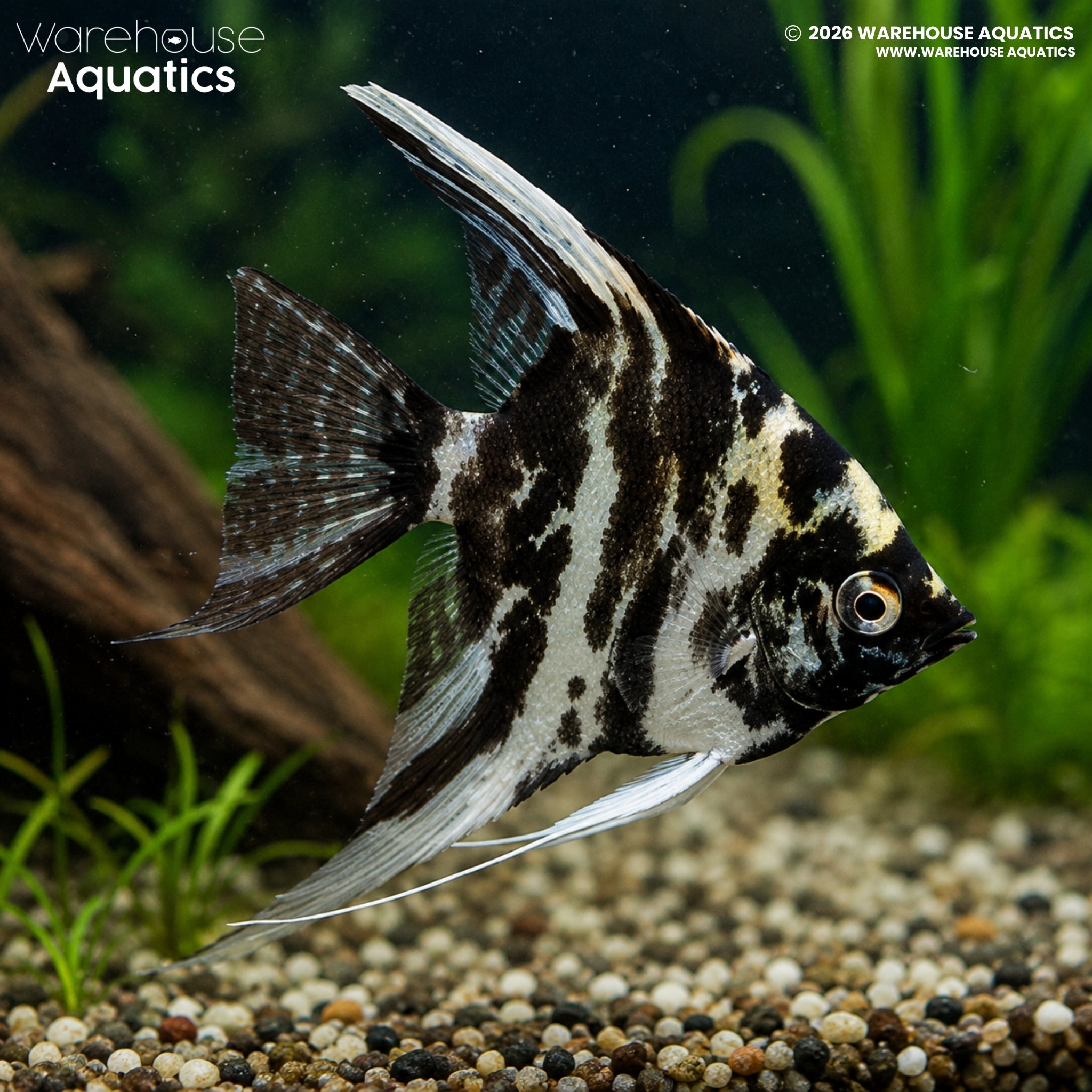 Marble Angelfish - Pterophyllum scalare