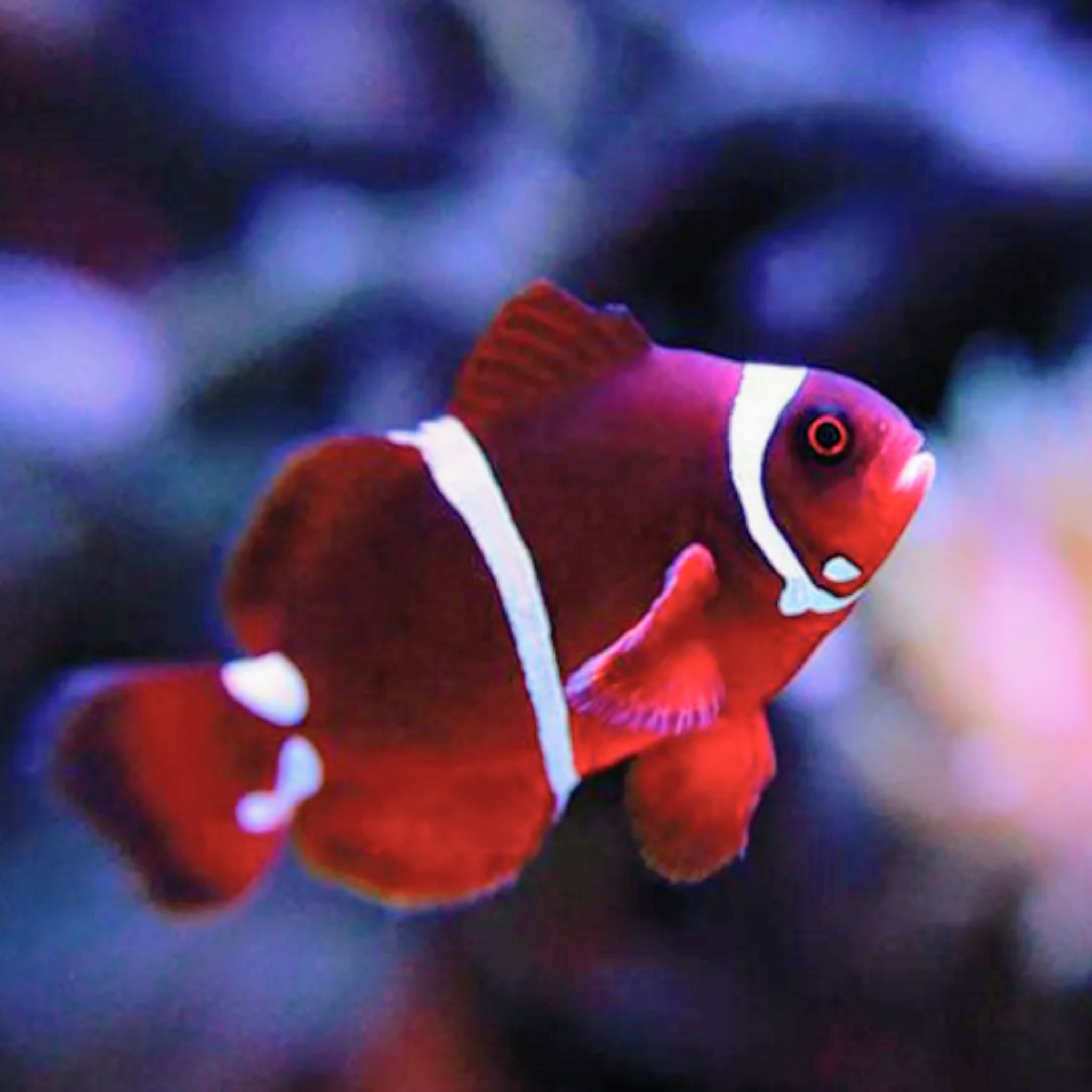 Maroon Clown - Aqua Group