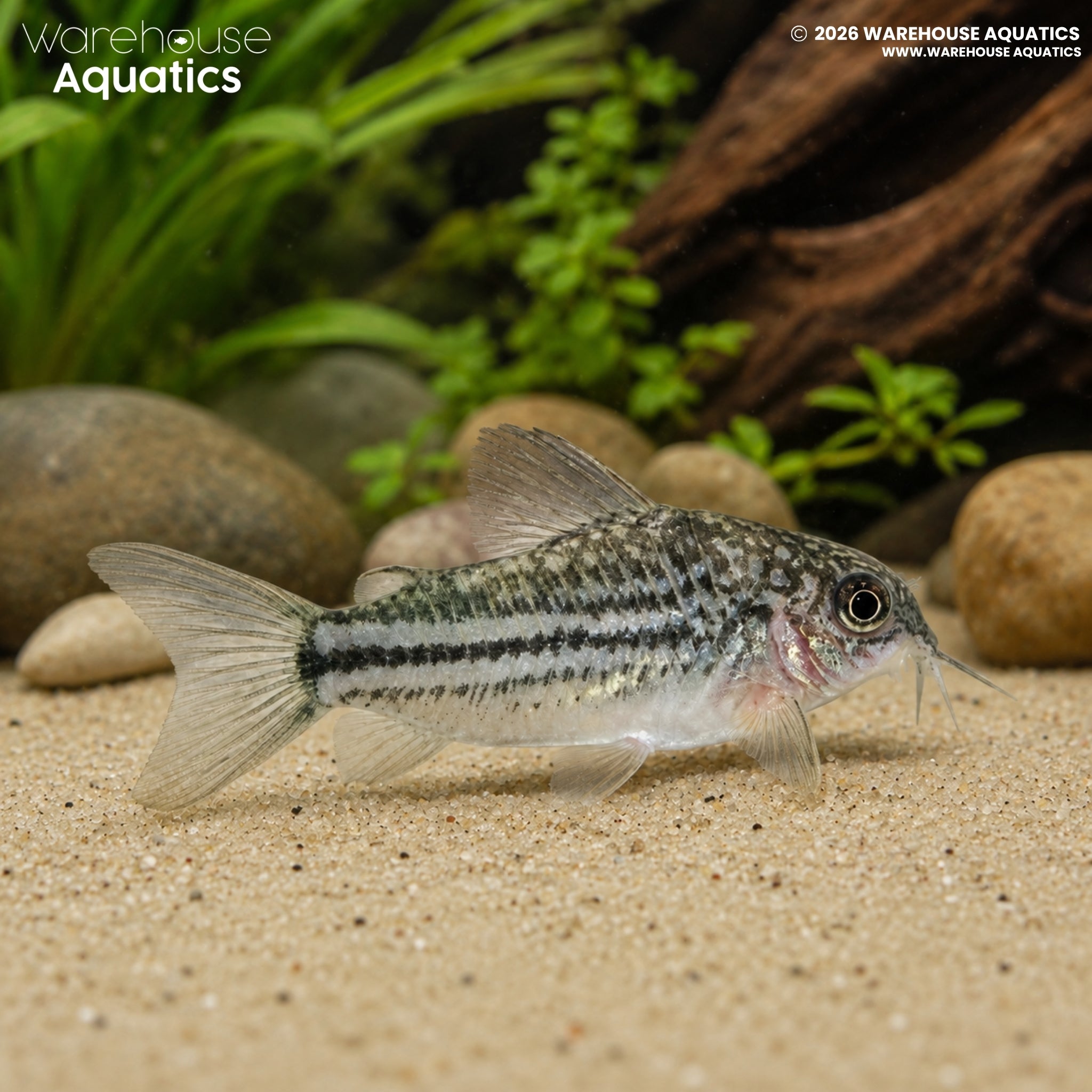 Mini Cory – Gastrodermus nanus
