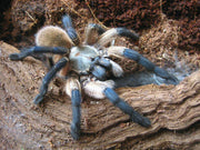 Monocentropus Balfouri (Socatra Island Baboon) Sub Adult