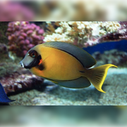 Mustard Tang - Melanesia