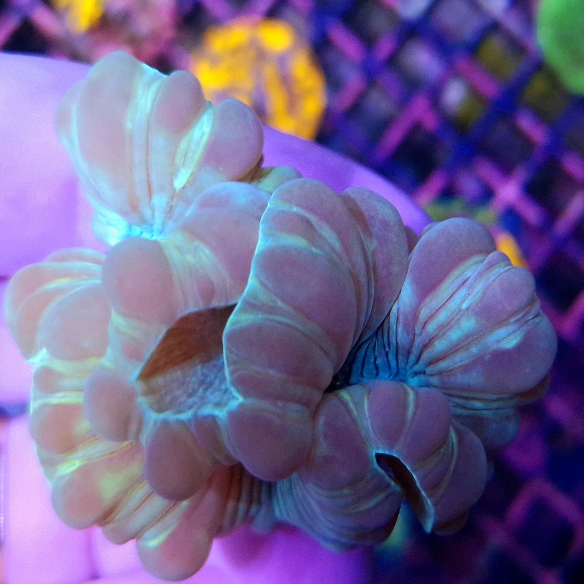 Nemenzophyllia (Fox Coral)