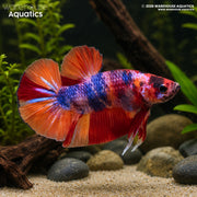 Nemo Candy Plakat - Betta splendens #12