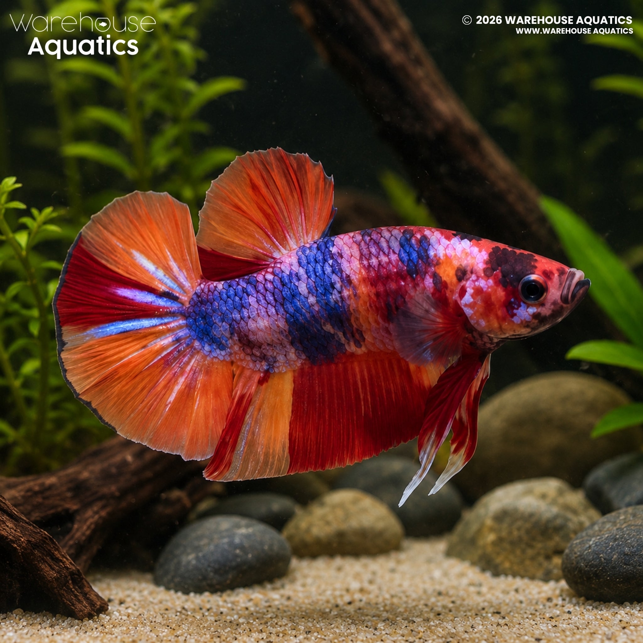 Nemo Candy Plakat - Betta splendens #12