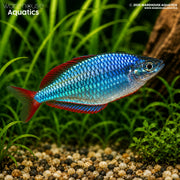 Neon Dwarf Rainbowfish - Melanotaenia praecox