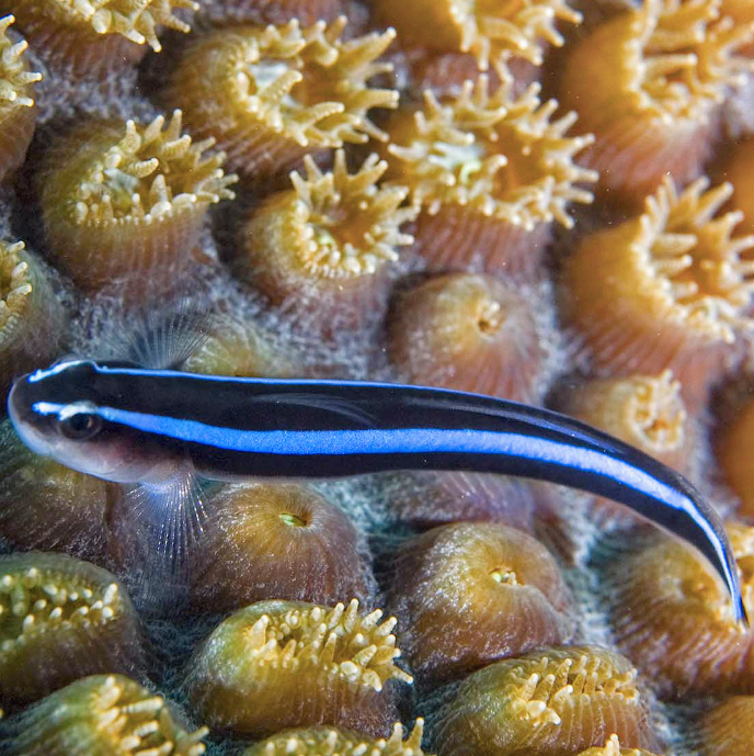 Neon Goby - Blue - Tank Bred