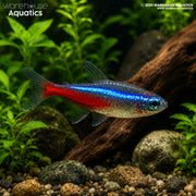 Neon Tetra - Paracheirodon innesi