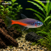 Neon Tetra Diamond - Paracheirodon innesi
