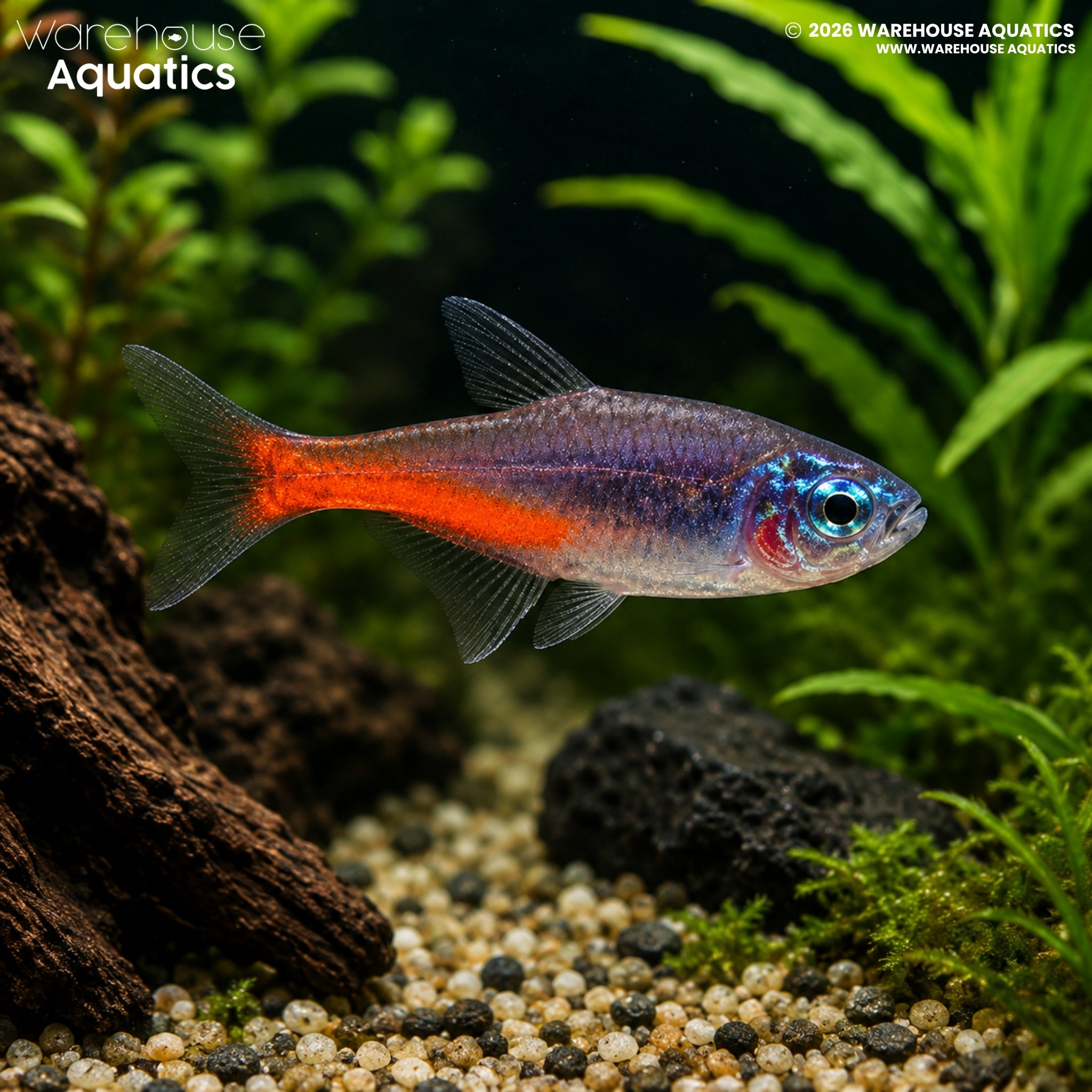 Neon Tetra Diamond - Paracheirodon innesi