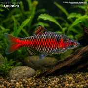 Odessa Barb - Pethia padamya