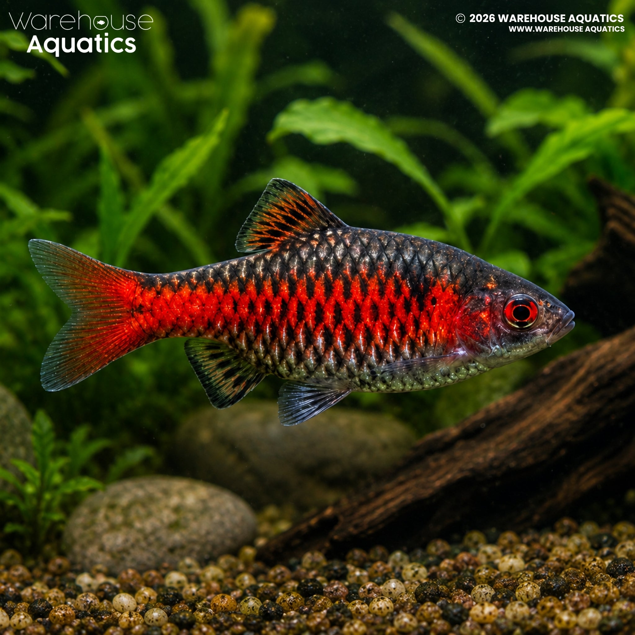 Odessa Barb - Pethia padamya