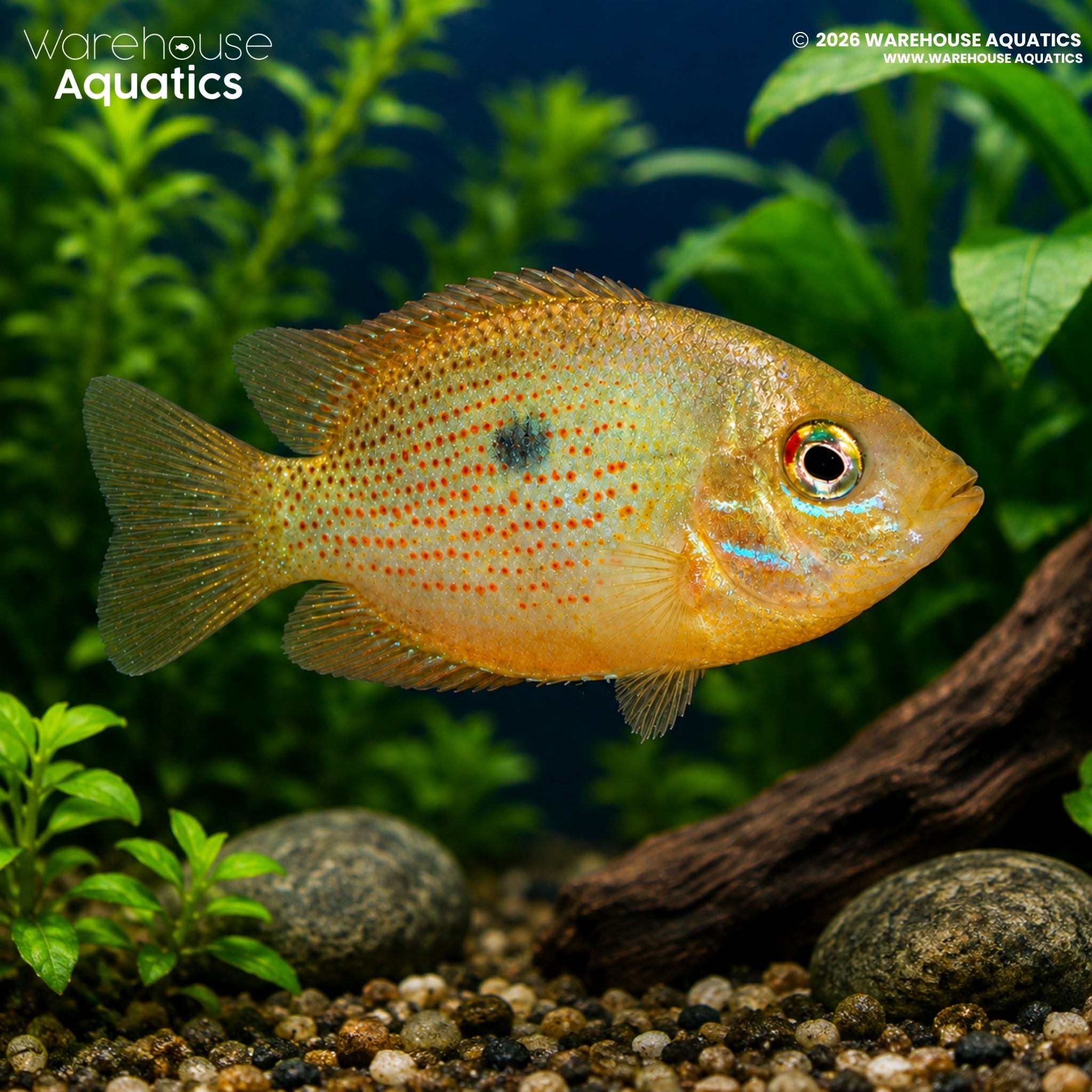 Orange Chromide Cichlid - Etroplus maculatus