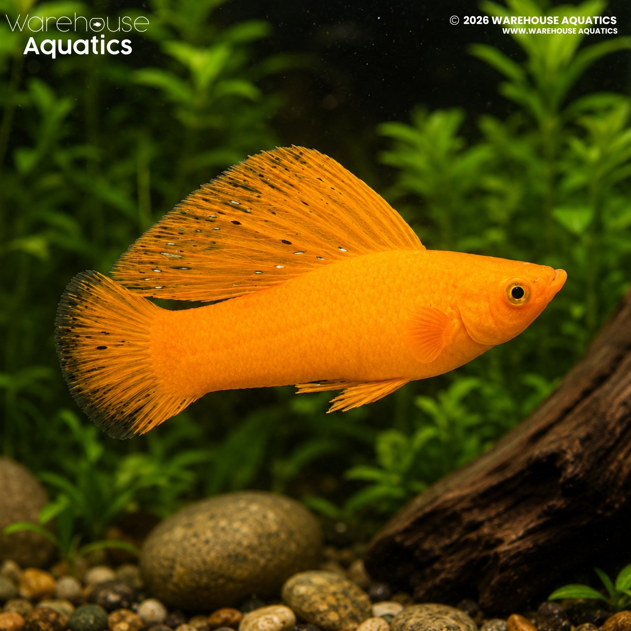 Orange Sailfin Molly - Poecilia latipinna