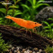Orange Shrimp - Neocaridina spp