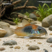 Orange Venezuelan Corydora – Osteogaster venezuelanus