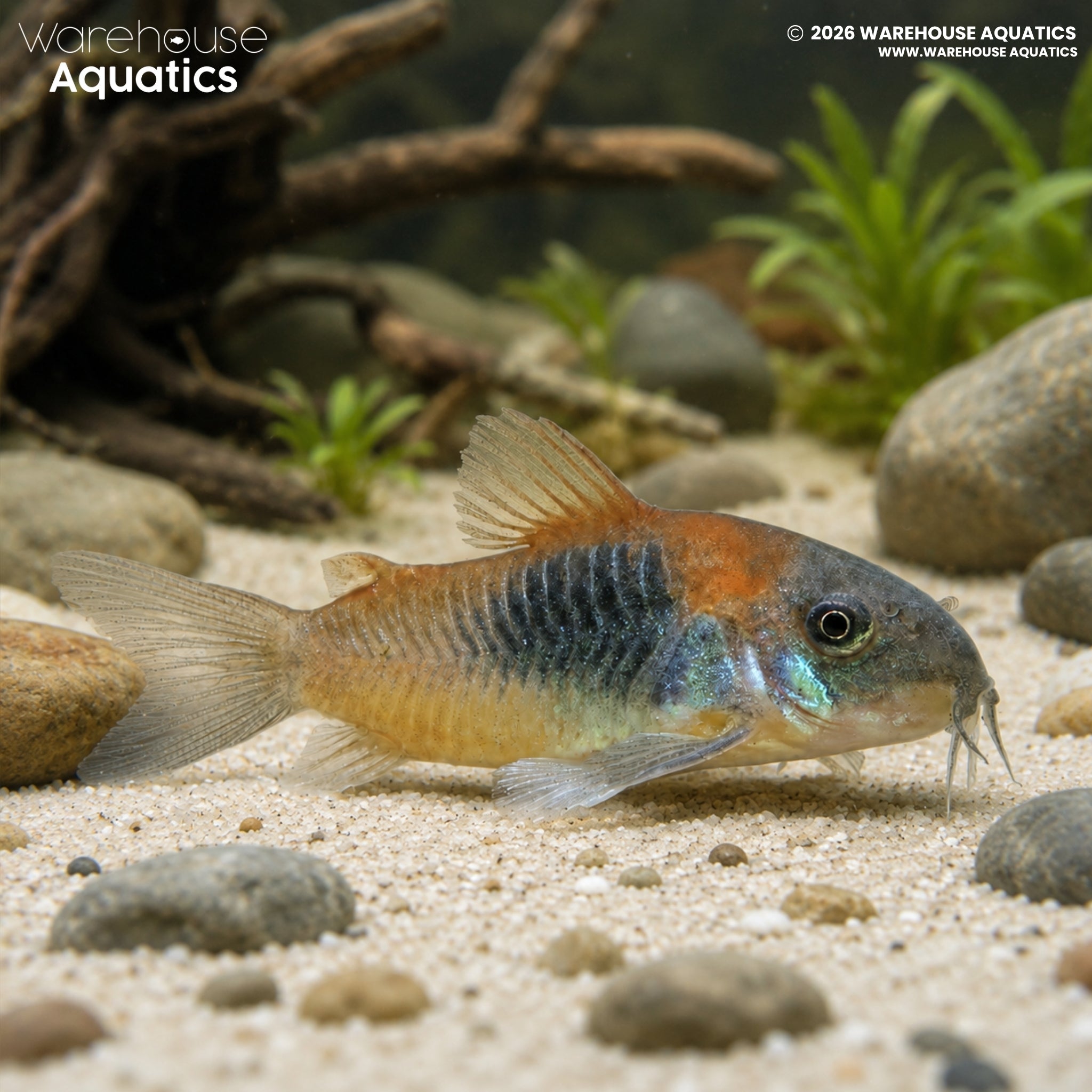 Orange Venezuelan Corydora – Osteogaster venezuelanus