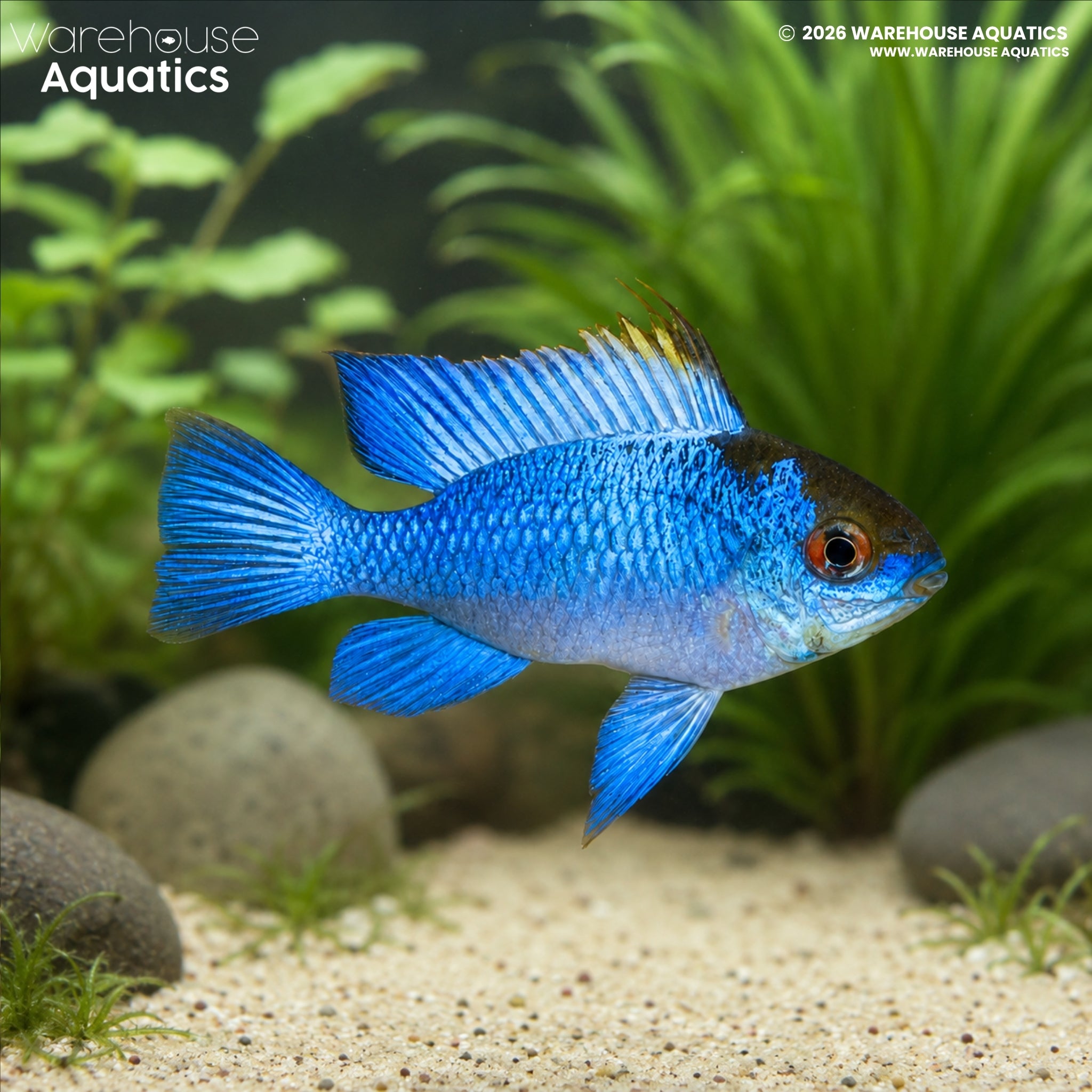 Electric Blue Ram – Mikrogeophagus ramirezi