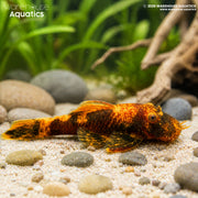 Orange and Black Marble Bristlenose - Ancistrus sp.