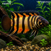 Ornate Ctenopoma - Microctenopoma ansorgii