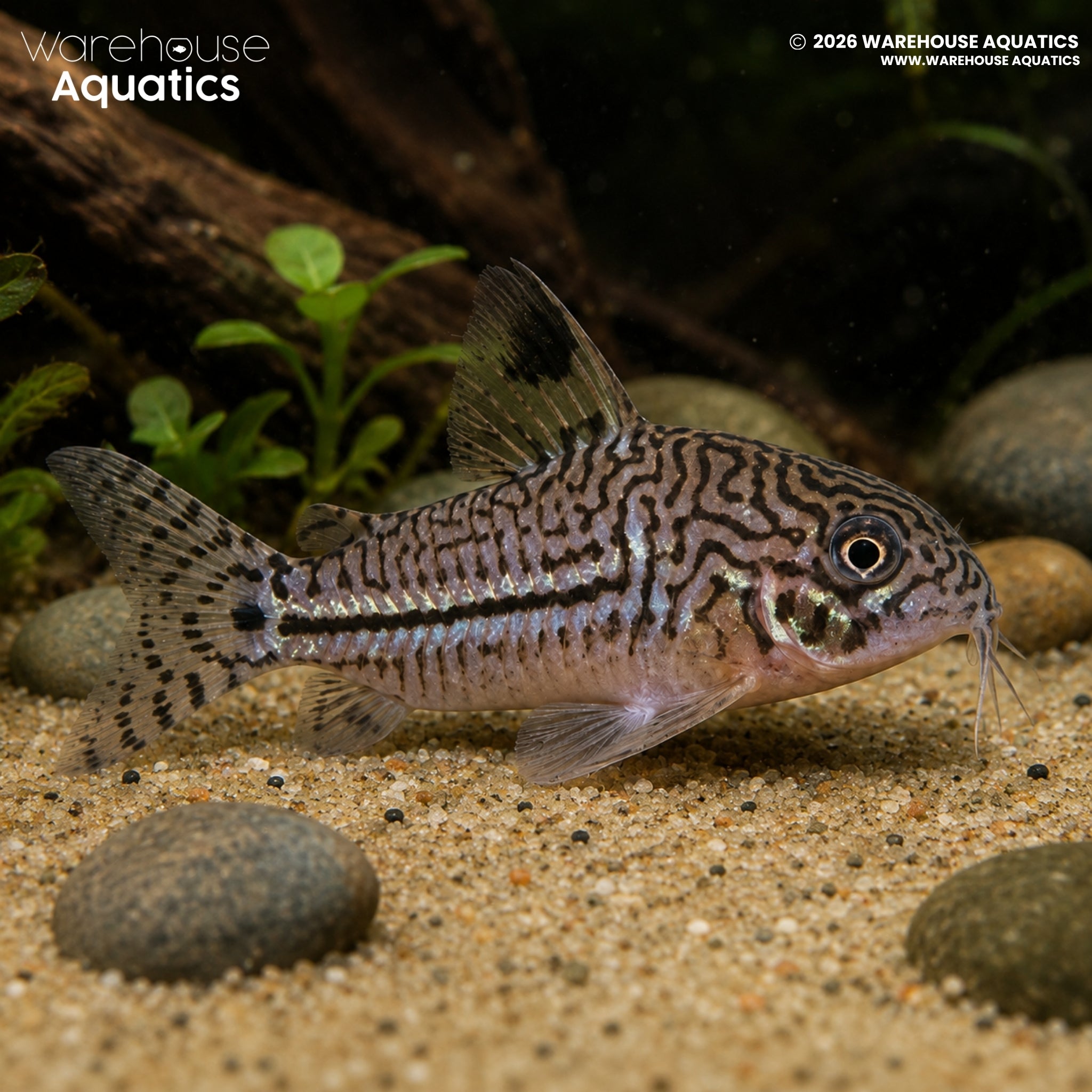 Leopard Corydoras - Hoplisoma trilineatum