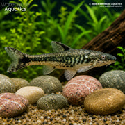 Otocinclus Arnoldi - Otocinclus arnoldi