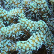 Seriatopora Guttatus Frag