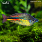 Pagwi Rainbowfish - Melanotaenia affinis