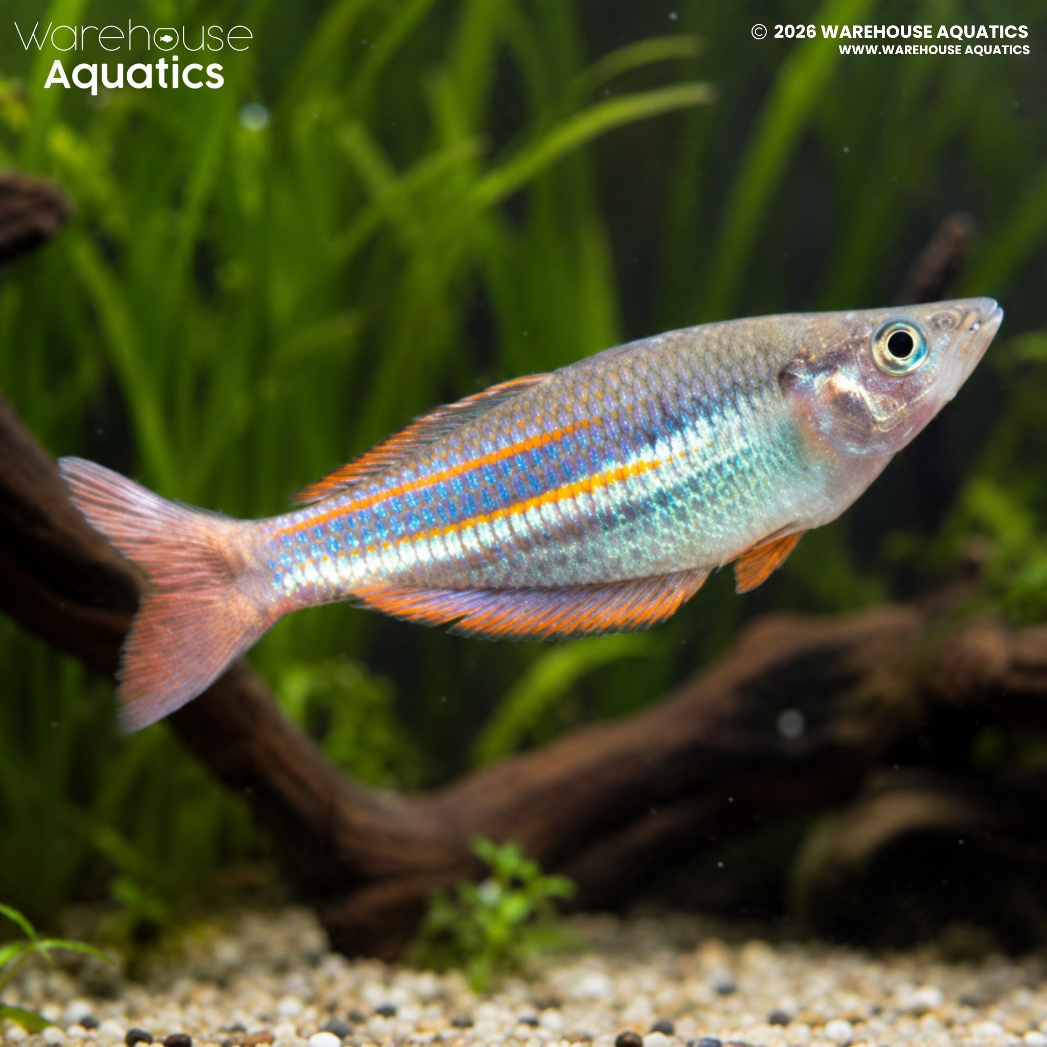 Pagwi Rainbowfish - Melanotaenia affinis