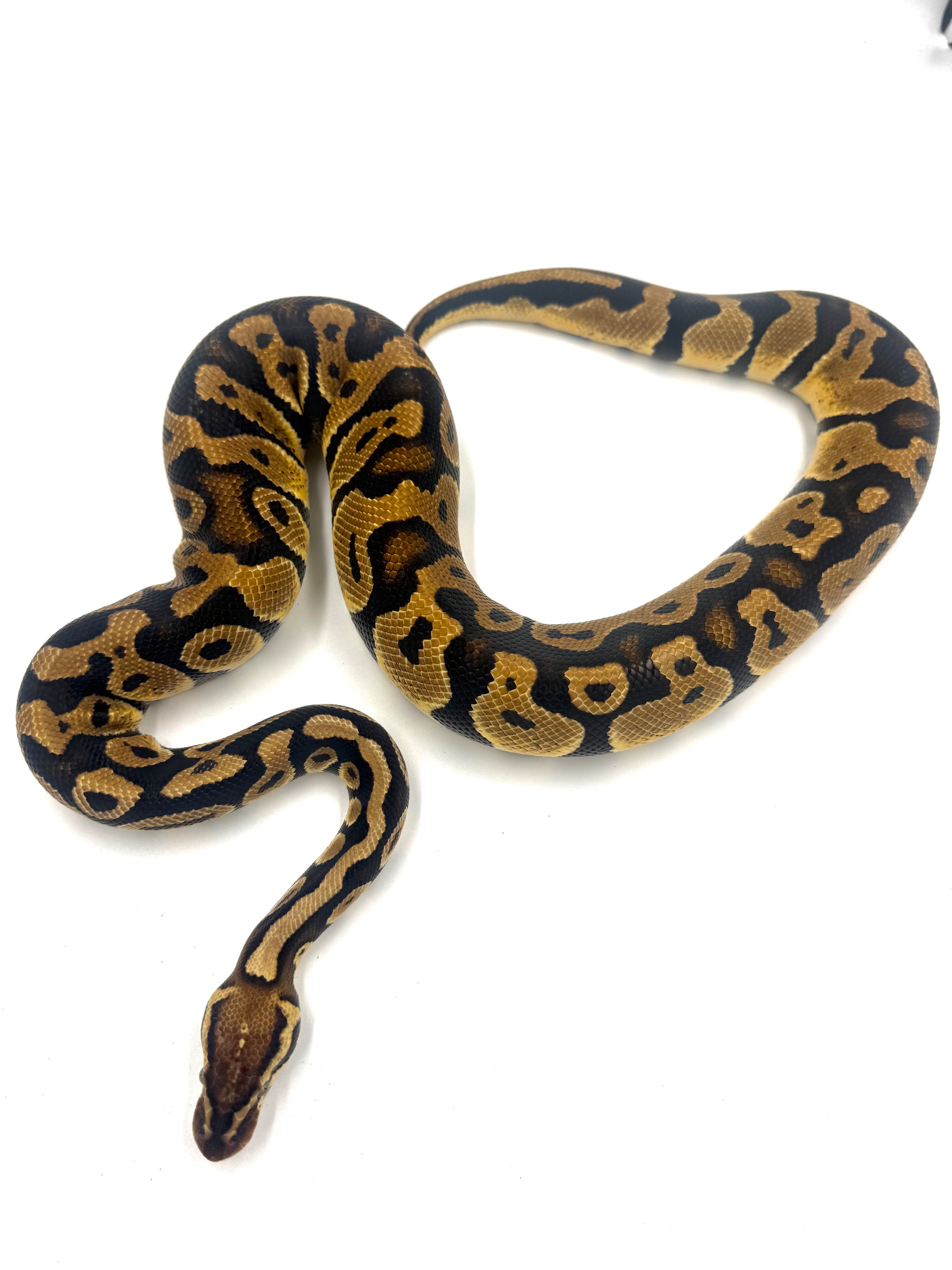 Pastel 66% het Clown Royal Python 2023 (Male)