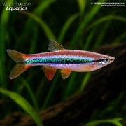 Patrick's Rasbora - Rasbora patrickyapi