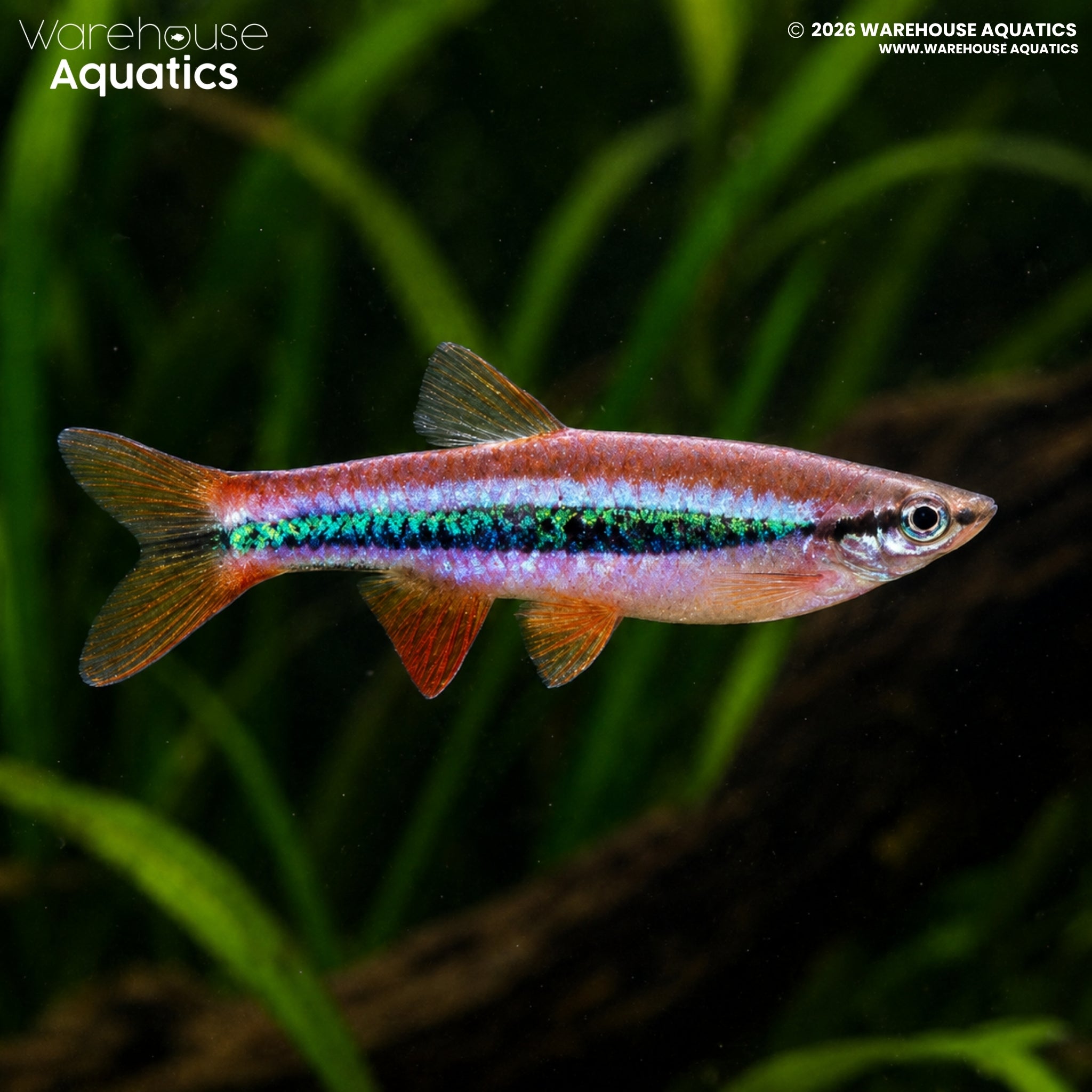 Patrick's Rasbora - Rasbora patrickyapi