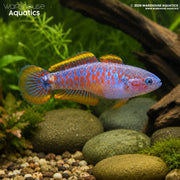 Peacock Goby - Tateurndina ocellicauda