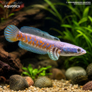Peacock Snakehead - Channa pulchra