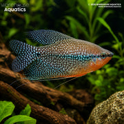 Pearl Gourami - Trichogaster leerie