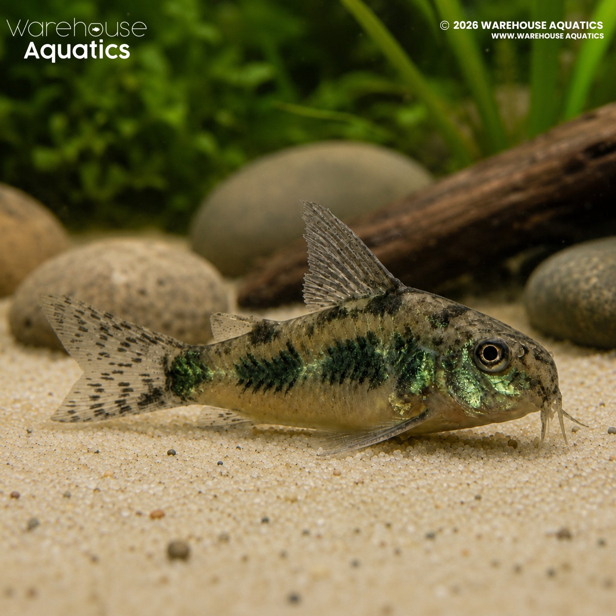 Peppered Cory - Hoplisoma paleatum
