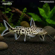 Petricola Catfish - Synodontis petricola