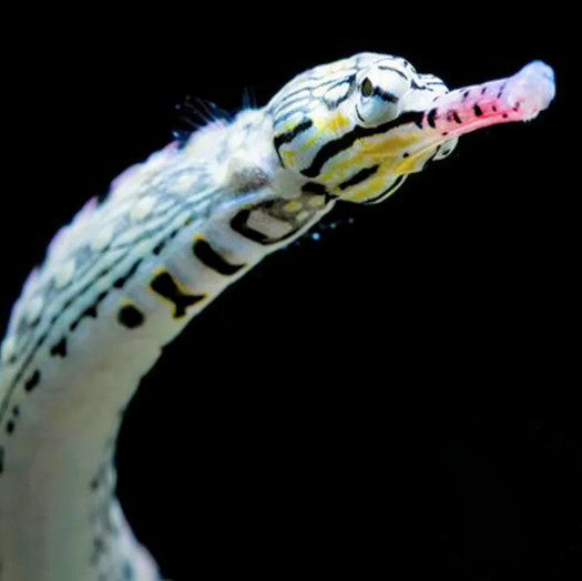 Pipefish - Snake - Aqua Group