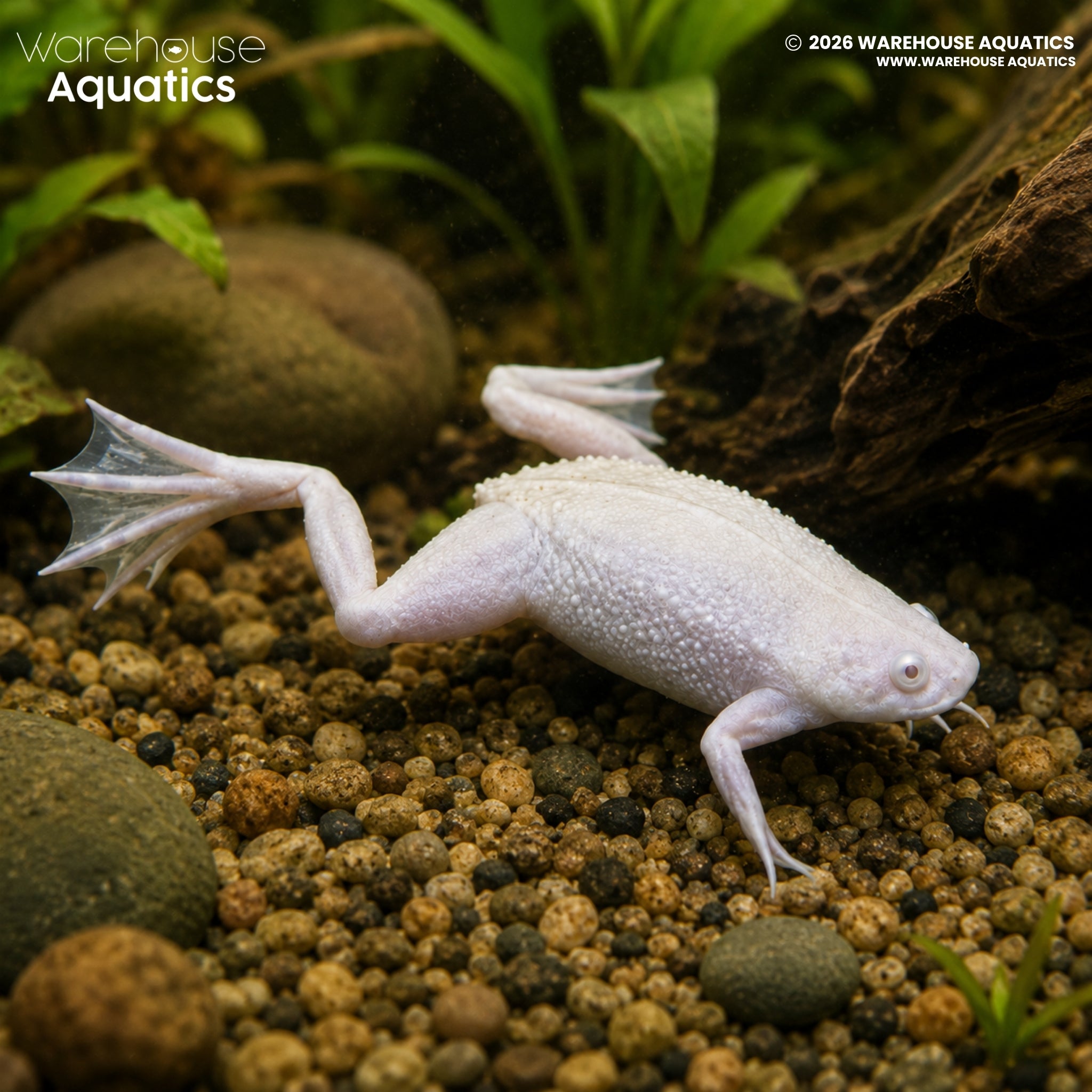 Platinum African Dwarf Frog - Hymenochirus boettgeri