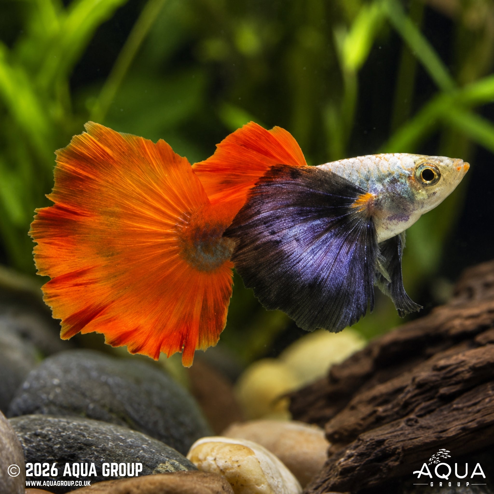 Platinum Red Tail Elephant Ear Guppy - Poecillia reticulata