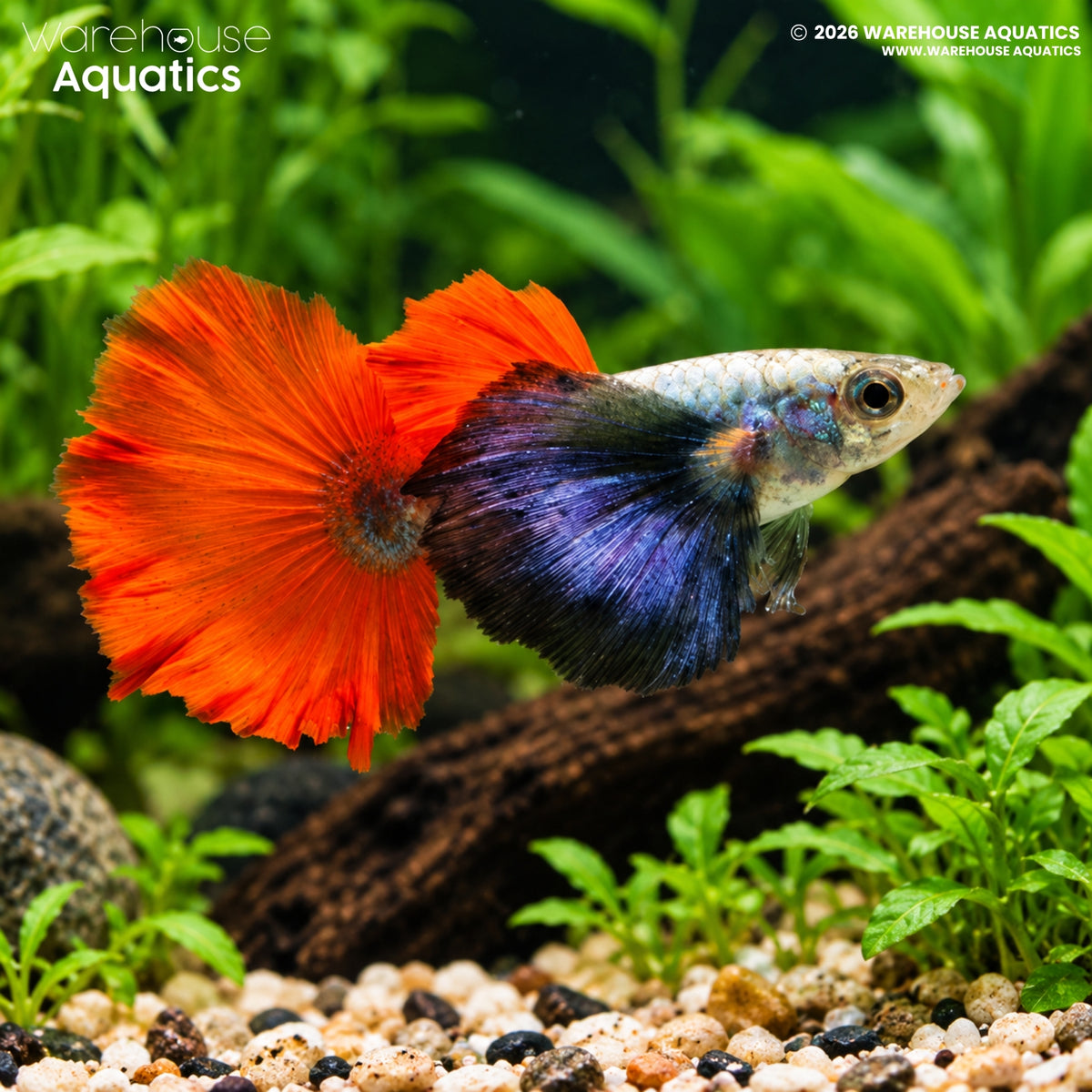 Platinum Red Tail Elephant Ear Guppy - Poecillia reticulata